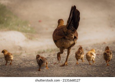 Germany - chicken road spielen